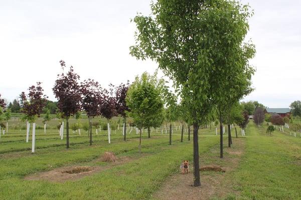 We carry a variety of trees in our nursery.