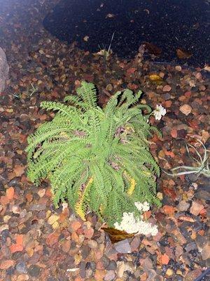 Shell beach plant