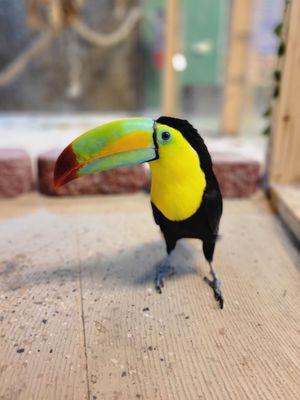 Tucan