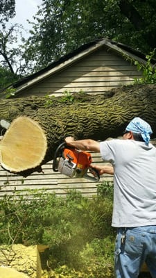 Tree service