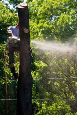 Tree Removal