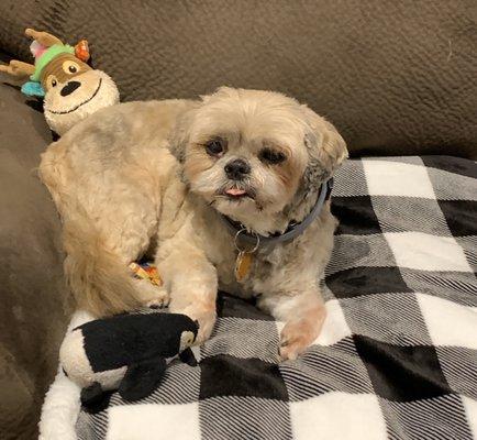 Piper after her grooming with Sue! She looks great!