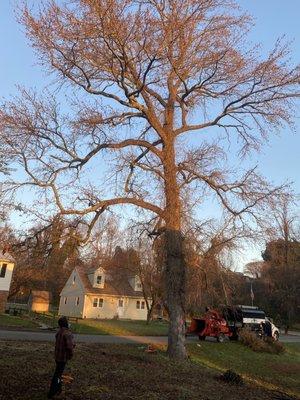 The tree had been engulfed by ivy and it weakened the tree.