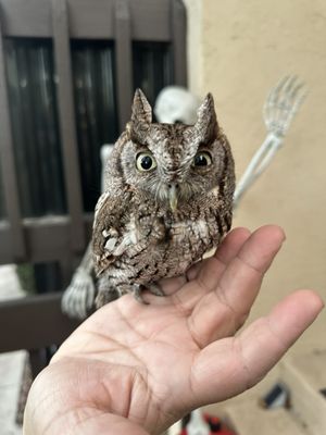 The owl I found