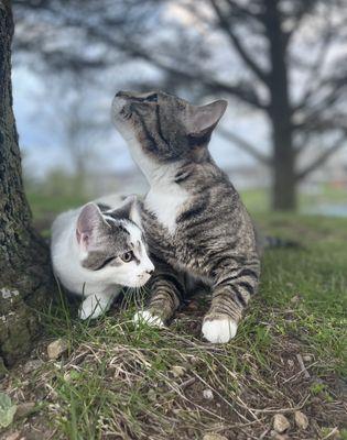 Kitties at walk