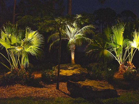 Lovely Lit Palms!