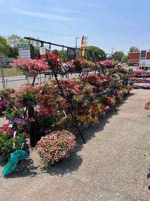 Hanging baskets