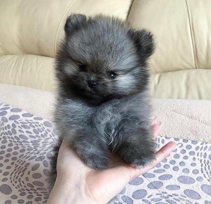 Miniature pomeranian named Bronx.