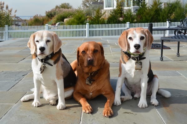 Scout,Riley,Jeep Johnston, Old Greenwich CT.