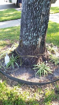 Arborjet tree i.v. ( fertilizer directly into the vascular system of the tree)