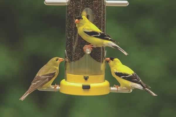 American Goldfinches feasting on Nyjer seed.