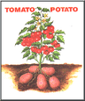 Photo of tomato-potato o.