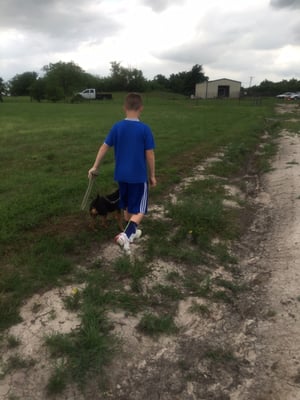 Nugget walking at heel for his young owner