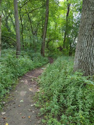 Dirt path along the Fox River