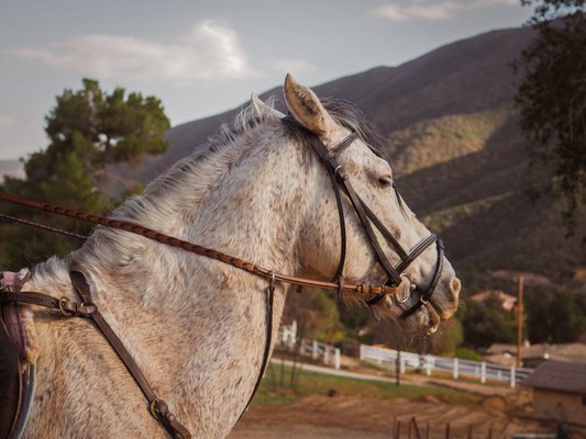 Boga Ranch