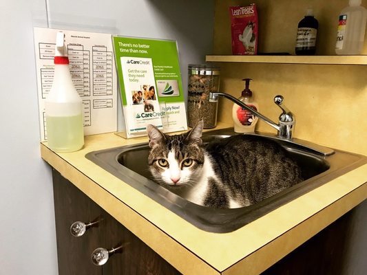 Here's my cat awaiting his visit from the vet tech and vet in his assigned exam room at Merrick Animal Hospital.