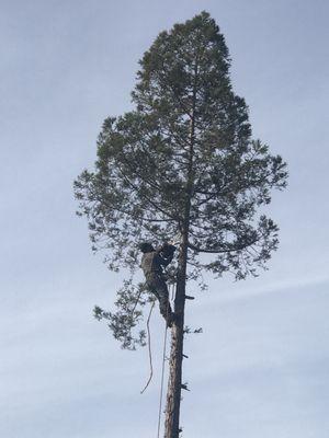 Duran Tree and Yard Service