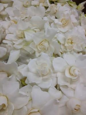 Gardenia