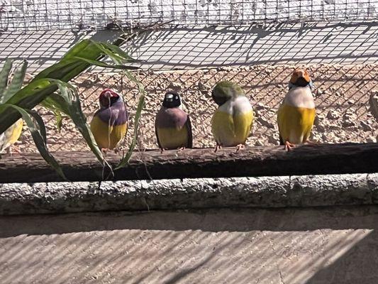 Small exotic birds