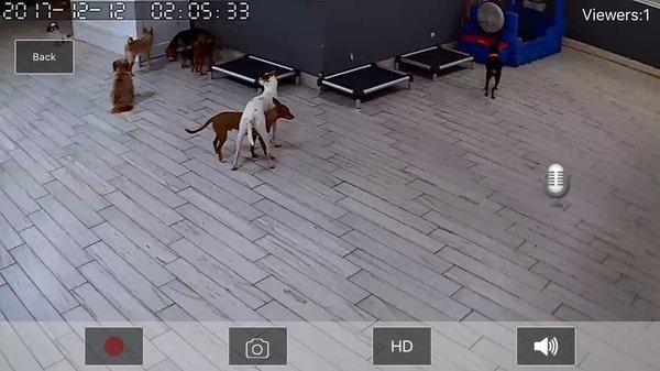 You can watch your dog socialize with their friends during the day, when they are cage-less.