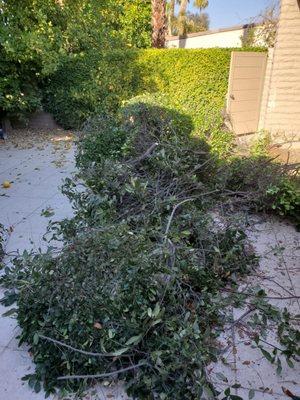 Bush removal after picture #1