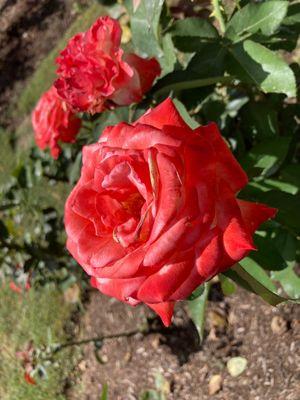 Raleigh Rose Garden