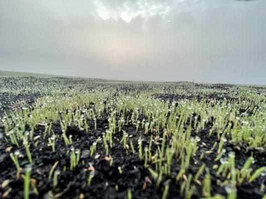 Jasperson Sod Farm