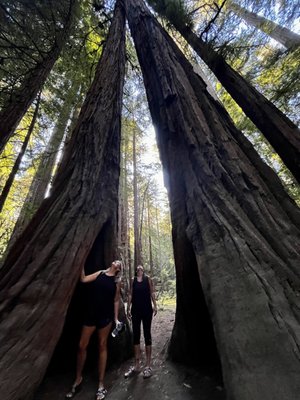 My ahhhh place, Armstrong State Park, CA. I love those huge redwoods. Instant grounding