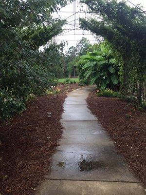 Walkway to our outdoor wedding/party location.