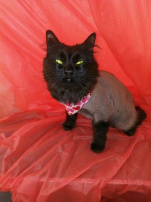 This cat is sporting her Lion's cut upon her mom's request .