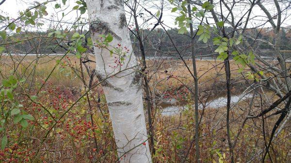 Spear Farm Estuary Preserve from autumn of '17.