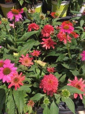 Purple coneflower.