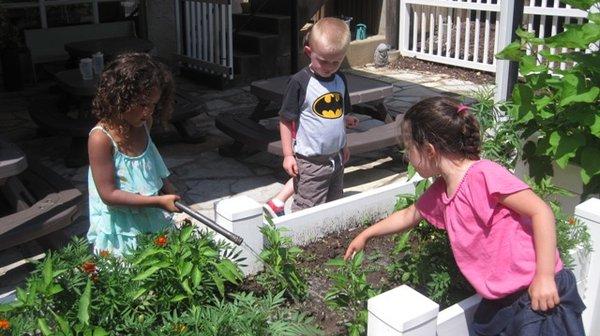 The children are watering the  vegetable garden.