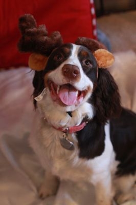 Dulce is a happy little Reindeer!