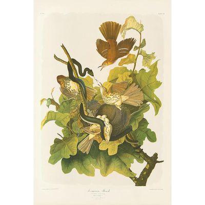 John James Audubon Ferruginous Thrush. Bien Edition circa 1860