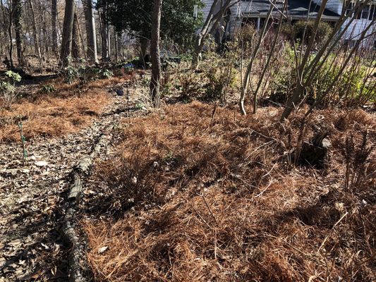 Mid Atlantic Pine Straw Mulch