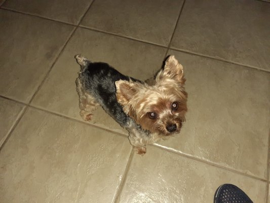 Shamus Riley after his haircut at Splender Paws.