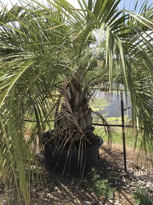 Pindo Palm