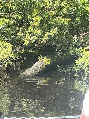 There was a turtle on that log