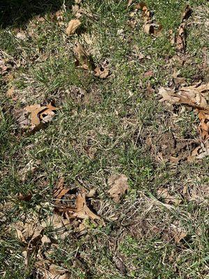 Lawn damage