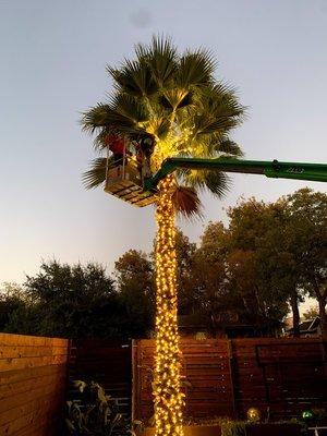 Holiday Lights on a Palm Tree