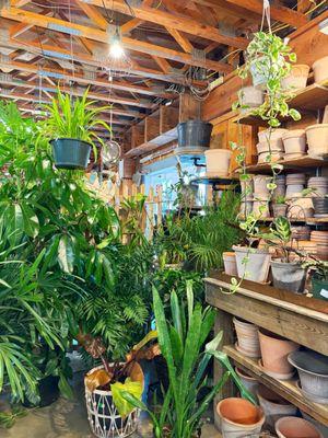 Plants and pots