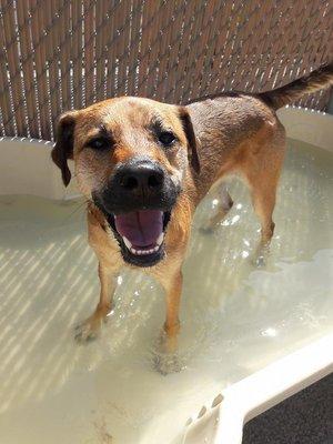 Dixie enjoying some time in one of the bone pools!