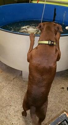 Our dog, Shimano checking out the Shrimp tank- yes we are dog friendly!