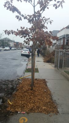 Tree planting city permits secured