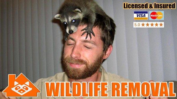 Irving Wildlife Removal