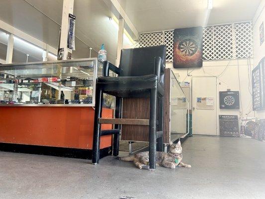 The store cat, just chilling.