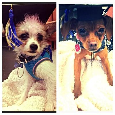 Louie and Zelda on graduation day actually wearing hats!