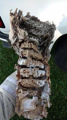 Inside of a bald faced hornets nest in Orchard Park, NY