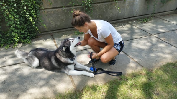 Mia the husky and her mom Lauren doing some bonding after some great command work by Mia.